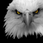 DarKEagle.TK's Avatar'