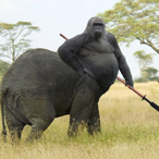 DisasterSiege's Avatar