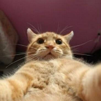 Miauu's Avatar'