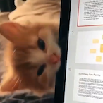 MissWubDonuts's Avatar'