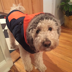 LoneWolfDog73's Avatar'