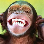 SwagLordMonkey's Avatar'