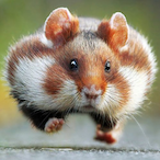 Hoompster's Avatar'
