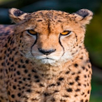 VoicingCheetah's Avatar'
