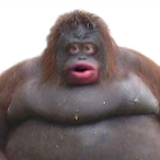 Chonk.Monke's Avatar'