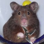 xISanjii's Avatar'