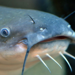 Perslime's Avatar'