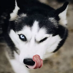 Dog.Husky's Avatar'