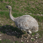 TheDarkestDuck's Avatar'