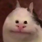 Cat.Gnome's Avatar'
