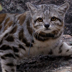 Gato-Andino's Avatar'