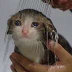 NoobProGames909's Avatar'