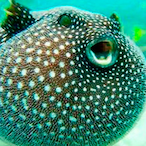 Vegfish's Avatar'