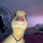 natedaguapo's Avatar'