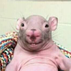 valdemarlanches's Avatar'
