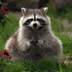PlottingRaccoon's Avatar'