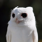 Shpadoinkle666's Avatar