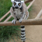 Ring_tale_lemur's Avatar'