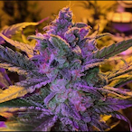 PurplePoint's Avatar'
