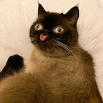 Finnipou's Avatar'