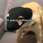 PerroAsaltador's Avatar'