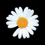 Blandy0161's Avatar'