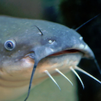 incog_catfish's Avatar'