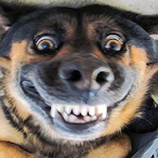 faszpukkasztva's Avatar'
