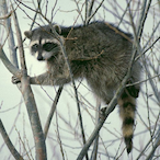 DrRings4861's Avatar'