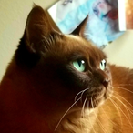 tiger_ro1's Avatar'