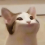 JshockFan1's Avatar'