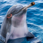 MurryTheDolphin's Avatar'
