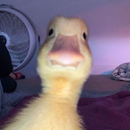RadicalLobster9's Avatar'