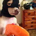 Daddy_LONG-NECK's Avatar'