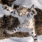 Zzz...sleep's Avatar'