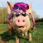 uhcucu's Avatar'