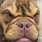 KingKong_2's Avatar'