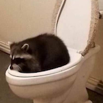 pediculo-opa6's Avatar'