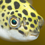 Azzamimami's Avatar'