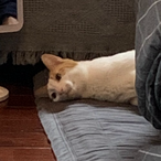 SaitouSinya's Avatar'