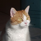 VirusBeatle8858's Avatar'