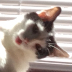 ClenchingCarrot's Avatar'