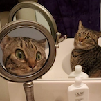 PizzaRollBus's Avatar'