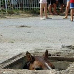 A_Normal_Horse's Avatar'
