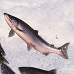 TheFamineSalmon's Avatar'