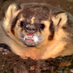 Swoogii's Avatar'