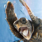 TurtleHector's Avatar