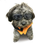 DOGWITGLASSES's Avatar'