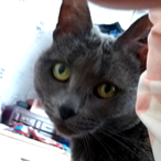 Shadow-Memory's Avatar