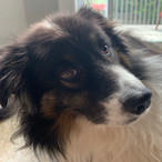 YellowKitten44's Avatar'